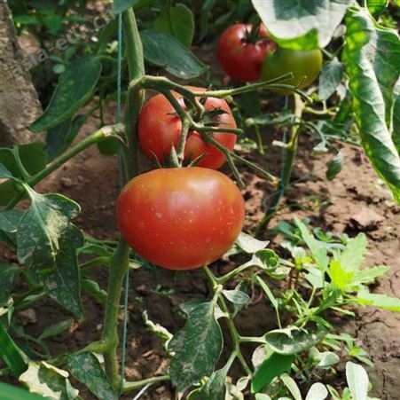鑫燎三农 番茄目前价格 云南番茄批发基地 昆明番茄销售商