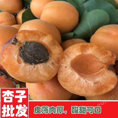 鑫燎三农 杏子种植基地 云南杏子行情价格 昆明杏子出售基地