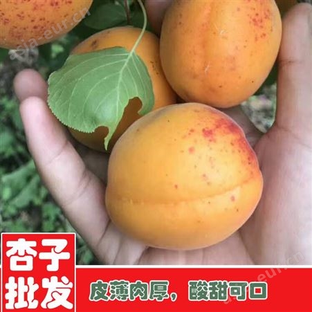 鑫燎三农 杏子种植基地 云南杏子行情价格 昆明杏子出售基地