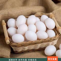 肉鸽农家蛋 30枚鸽子蛋 青年鸽子蛋 养殖批发