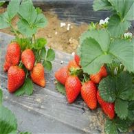 红颜草莓苗价格   出售红颜草莓苗 甜宝草莓苗