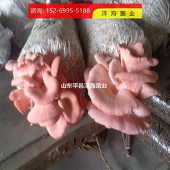 食用菌 红平菇原种直销 原装现货